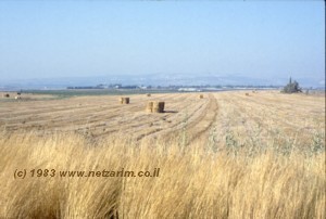 Emeq Yizre'el looking NE, hay at foot of Har Megido, mountains of Afula in distance
